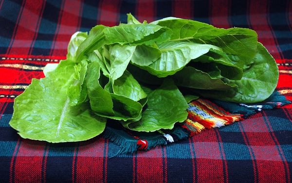 في العصور القديمة ، يترك يترك الأمراض سمين.