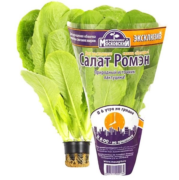 عند شراء النباتات في وعاء ، يمكنك تخزينها لمدة تصل إلى 3 أسابيع