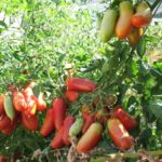 Variétés de serre moyenne et tardive