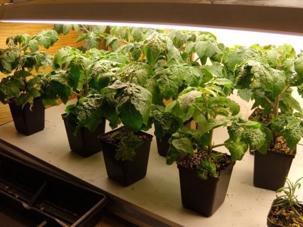 Seed preparation and seedling cultivation