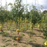 Schéma d'atterrissage