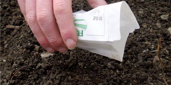 Семена от рапица се засаждат в добре разлелена почва