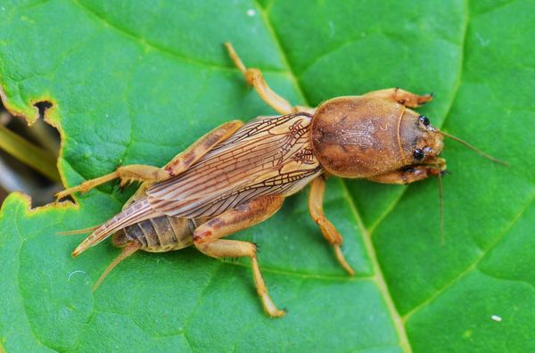  Ways to fight with Medvedka