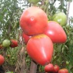 Les meilleures variétés de fruits sucrés pour l'Oural