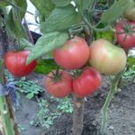 Die Vorteile des Anbaus von hohen Tomaten