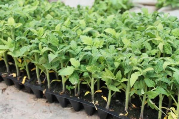 Chapeau de Tomate Monomakh