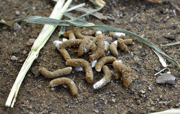 Bir gübre olarak bir tavuk gübresi çözeltisi kullanmak en iyisidir.