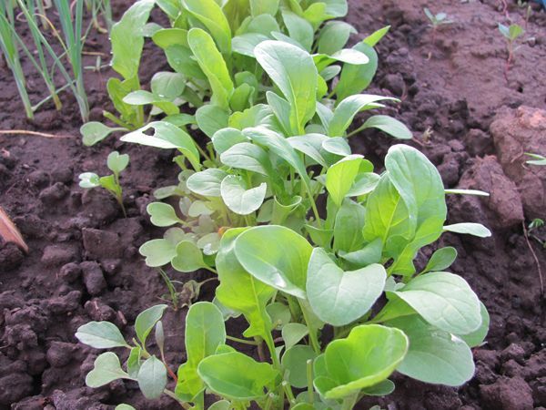 İniş doğrudan güneş ışığına sınırlı olmalıdır.