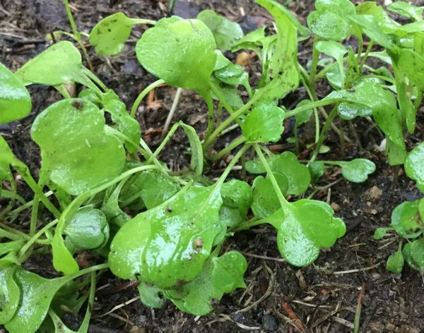 Sulama haftada 3-4 kez yapılır.