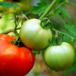 Tomates au sol pour la Biélorussie