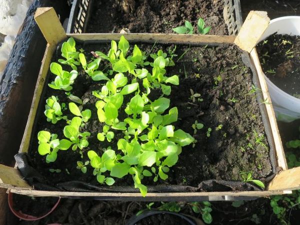 3-5 days before planting in the ground seedlings need to harden