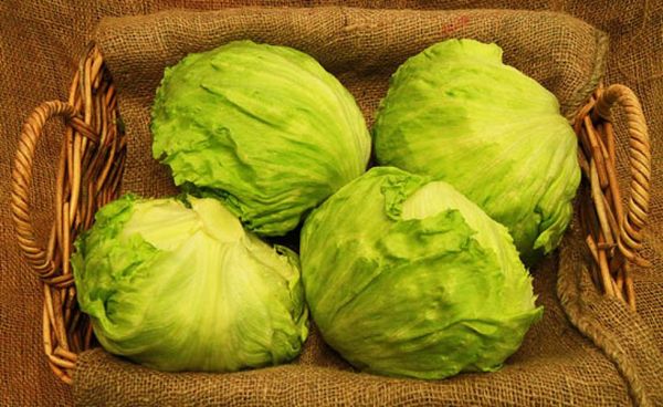 Heads kept in the refrigerator at +3 +5 degrees for up to 7 days