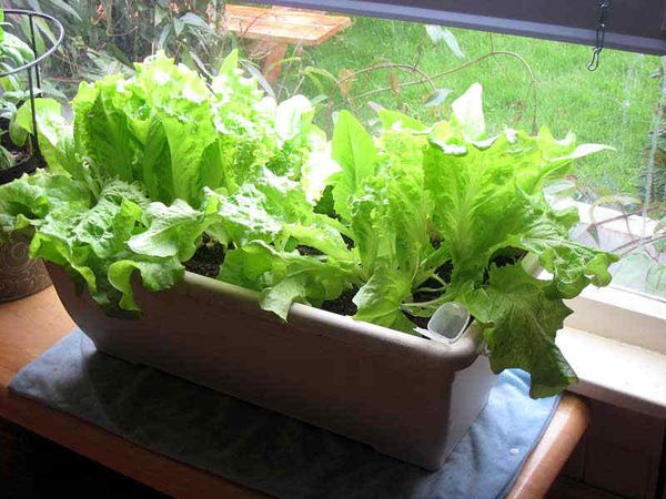  Growing lettuce on the windowsill