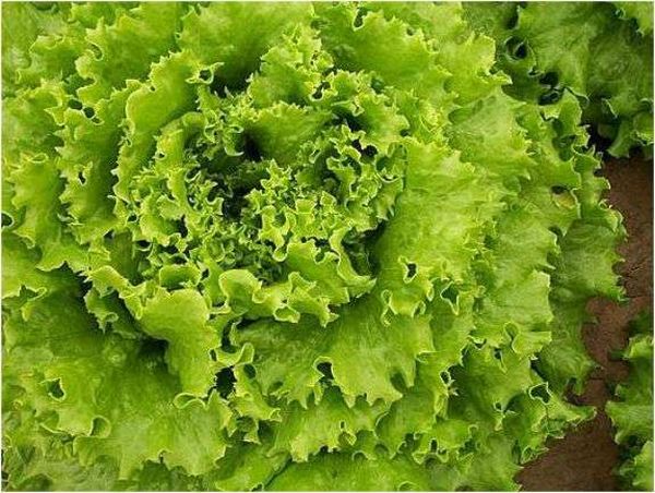 Batavia - daire için en uygun salata çeşitliliği