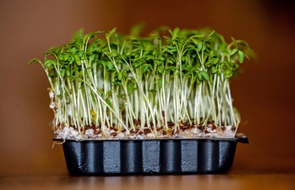 Bazı marul çeşitleri topraksız yetiştirilebilir - kağıt veya pamukta