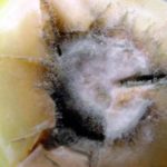 White plaque or how to treat against rot?