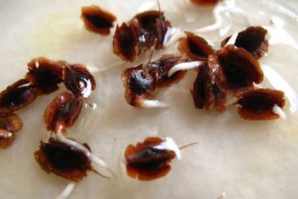Rhubarb seeds after germination