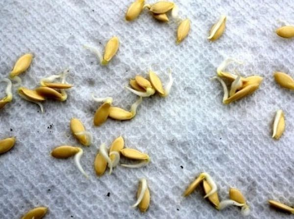 Sprouted Cucumber Seeds