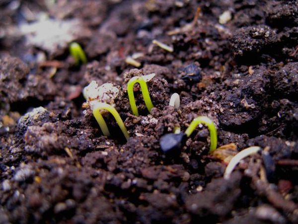 Onion sprouts