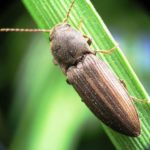 الأكثر شيوعا في مظهر روسيا من كسارة البندق