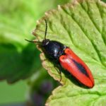 عرض استوائي أحمر