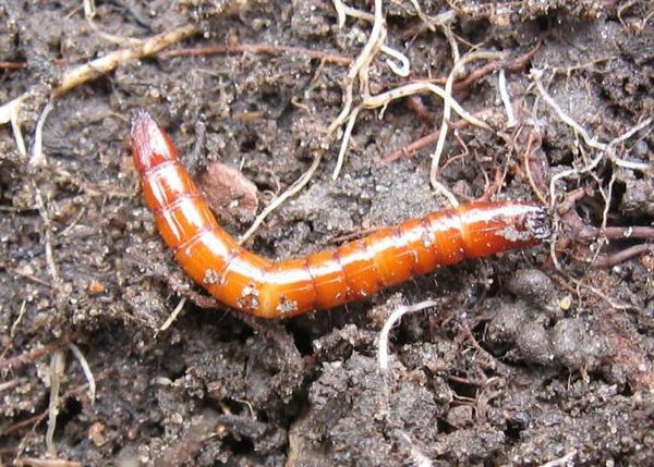 يرقات الدودة السلكية