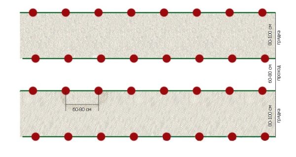 Le schéma de plantation des variétés de tomate à durée indéterminée