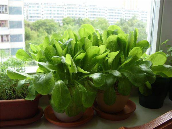  Spinach on the windowsill