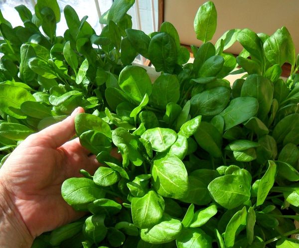 Spinach grows well only with enough light.