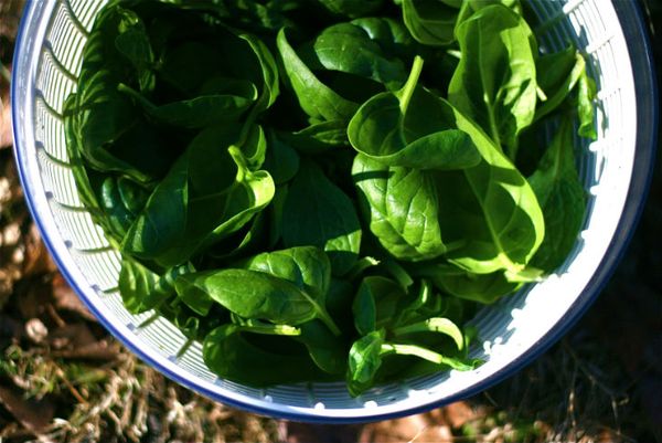Spinach is harvested when it reaches a length of 7-8 cm.