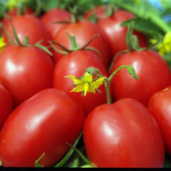 Les meilleures variétés de tomates déterminantes pour les serres en Sibérie
