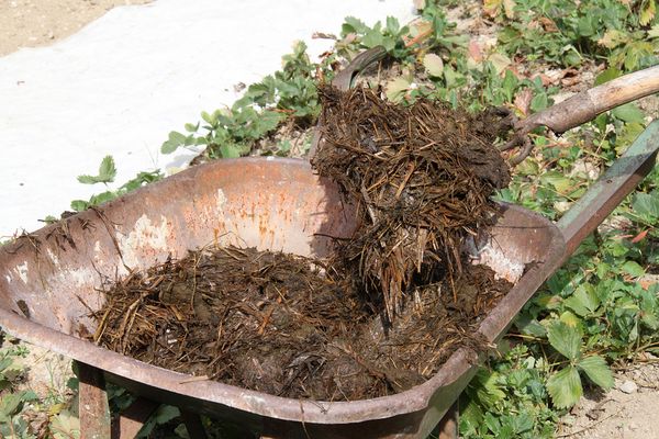 Gübre olarak sadece çürük gübreyi kullanabilirsiniz.