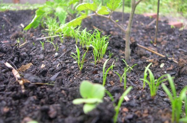 Tohumlardan havuç fideleri