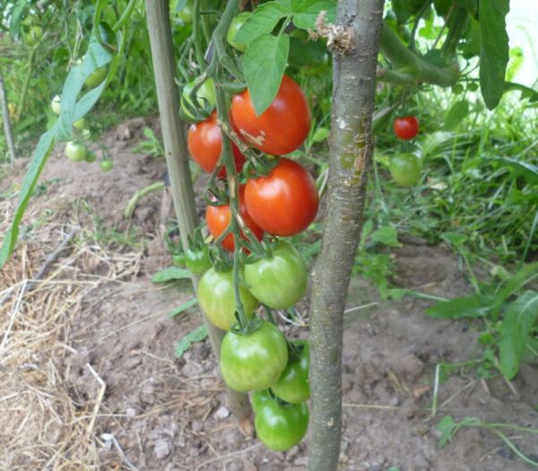 Es ist wünschenswert, eine Stütze in der Nähe der Buchsen anzubringen und sie zu binden.