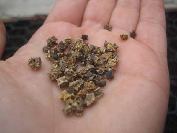 Семена от цвекло