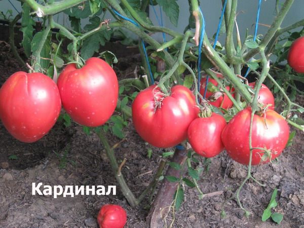 Sur chaque pinceau, les variétés peuvent être placées 5 à 7 fruits