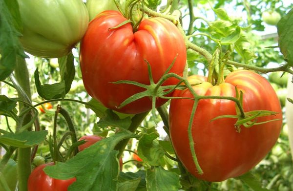 Variétés de tomates Cardinal