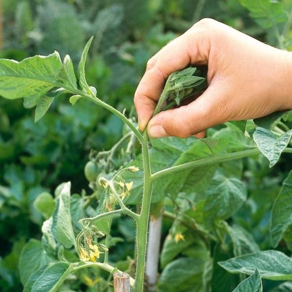 Dans les arbustes de la plus haute qualité, vous devez pincer le point de croissance.