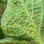 Diseases and pests