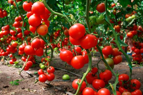 Culture agricole de tomates