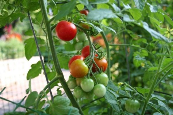 Variétés de tomates résistantes au phyto-fluor