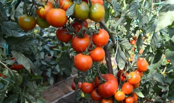 Les tomates Klusha tolèrent les fluctuations de température et résistent aux principales maladies des cultures de solanacées.