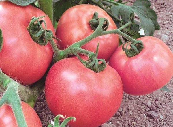 Jingle tomate framboise