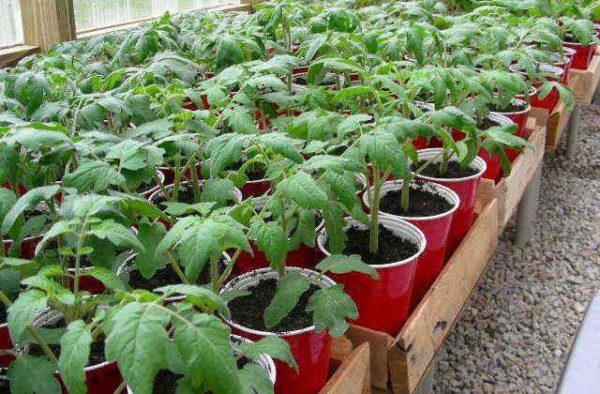 Plants de tomates Rio Grande