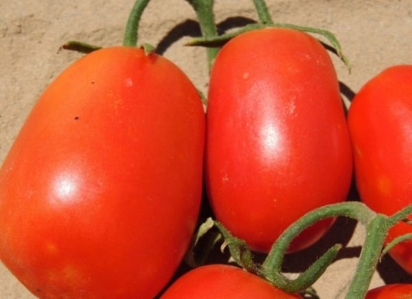 Tomate, rio grande, gros plan