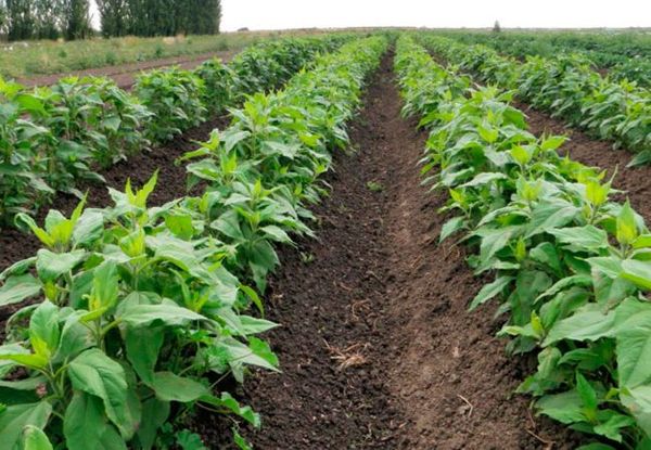 Topinambour est résistant aux maladies et aux ravageurs et ne nécessite pas de traitement par des pesticides.