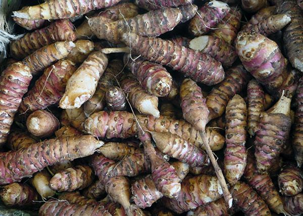 Si les racines sont gelées, elles ne perdront pas leurs propriétés nutritionnelles, mais ne supporteront pas le soleil direct.