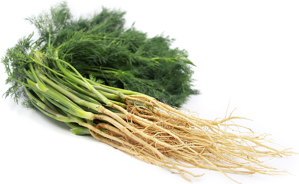 Ao colher dill para o inverno, você pode puxá-lo junto com a raiz