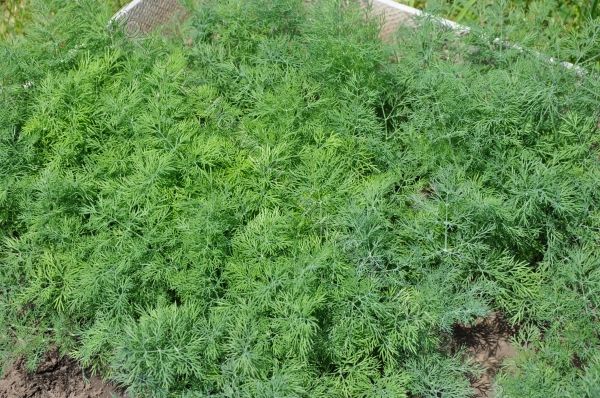 Ο άνηθος χρειάζεται ένα ηλιόλουστο, καλά φωτισμένο μέρος