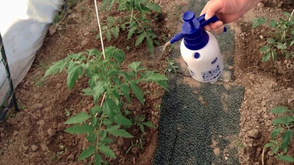 Pour les tomates, il est préférable d'utiliser nitrophoska phosphorique